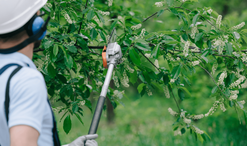 TREE TRIMMING