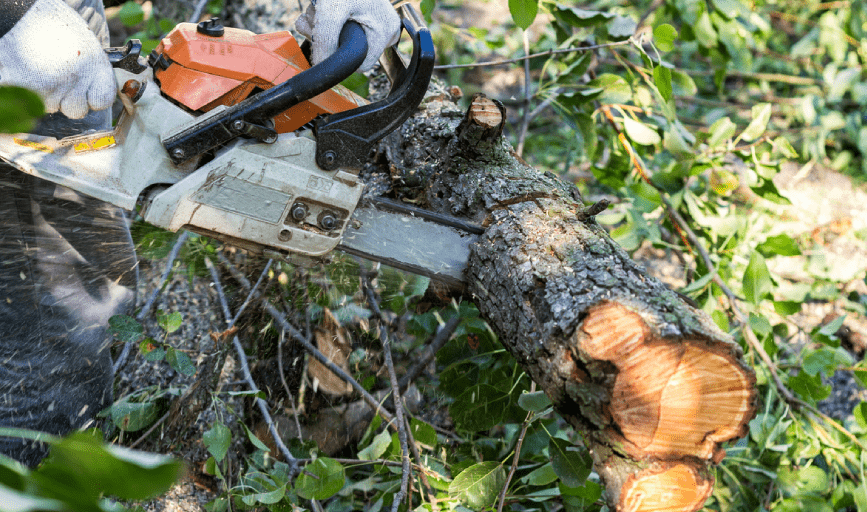 TREE REMOVAL